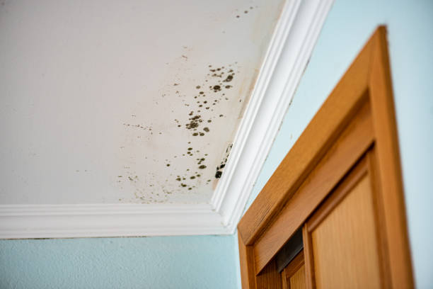 Best Mold Cleaning Services  in Dunwoody, GA