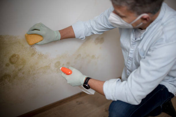 Best Toxic Mold Removal  in Dunwoody, GA