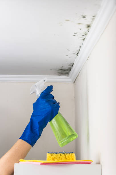 Best Same-Day Mold Removal  in Dunwoody, GA